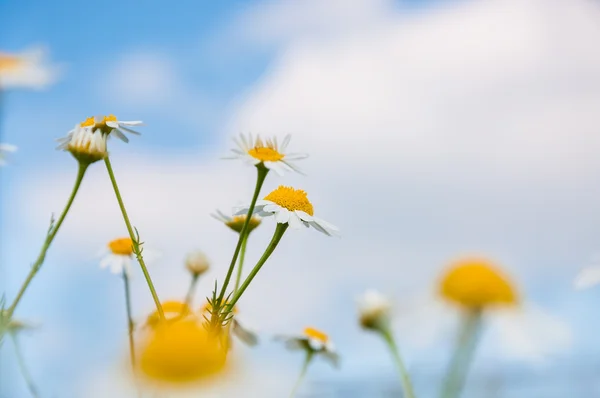 Wild flowers on the field — Stock Photo, Image