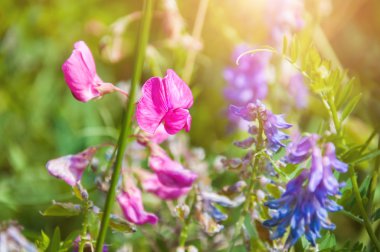 Tarlada yabani çiçekler