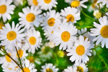 Papatyalar alanında. Çiçek arka plan