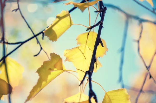 Gele herfstbladeren tegen de blauwe lucht — Stockfoto