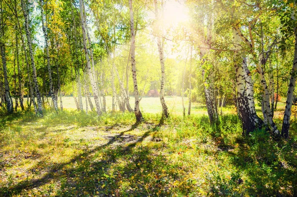 Green birch forest in the sunshine — Stock Photo, Image
