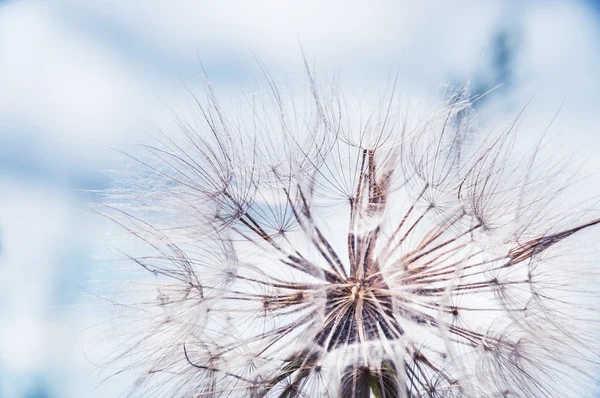 Grote mooie paardebloem — Stockfoto