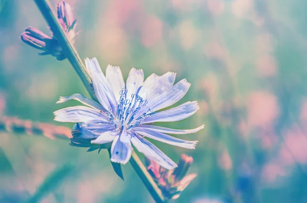 Wild flowers on the field — Stock Photo, Image
