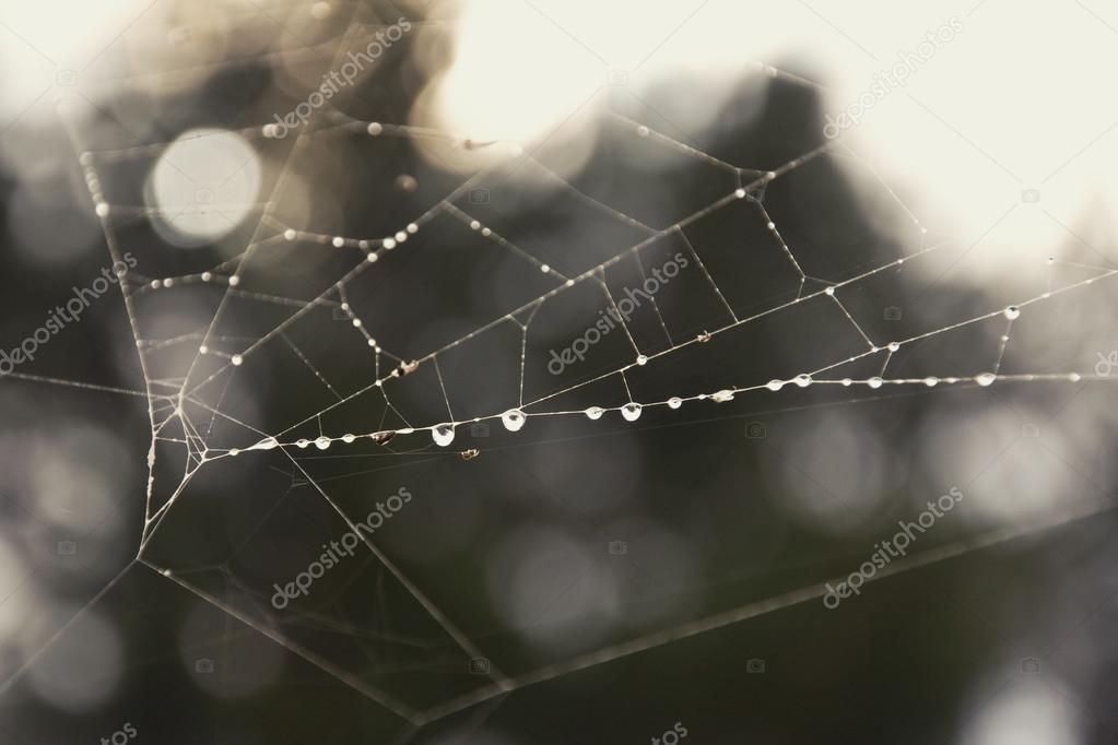 Cobwebs in the forest with drops of morning dew