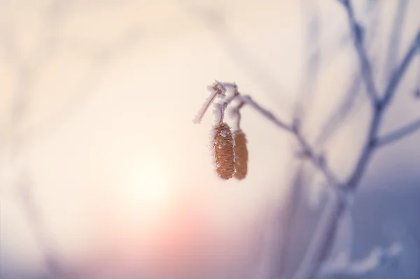 Zwei Zapfen mit Raureif im Winterwald — Stockfoto
