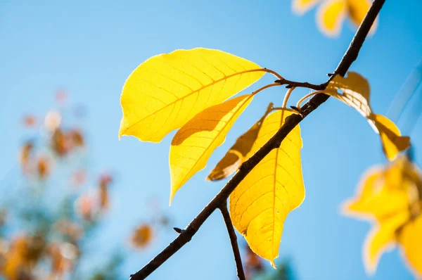 Yellow autumn leaves against the blue sky — Stock Photo, Image