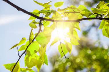 Güneşli gün huş ormandaki yeşil