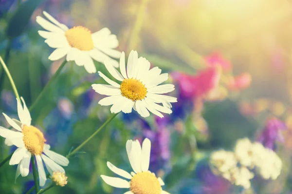 Daisies in the field — Stock Photo, Image