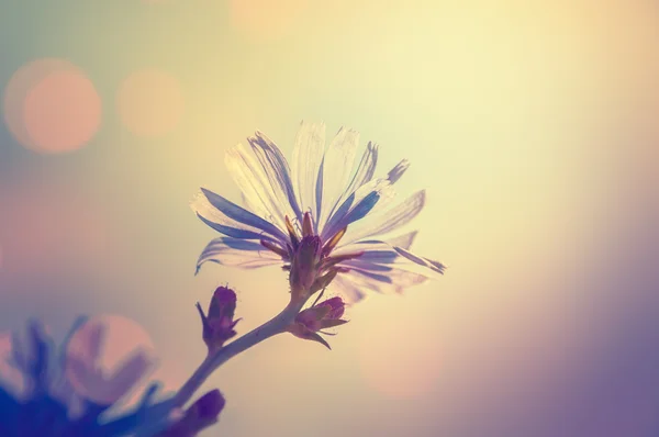 รูปแมคโครของดอกไม้ชิคอรี่ ความลึกของสนามเล็กๆ . — ภาพถ่ายสต็อก