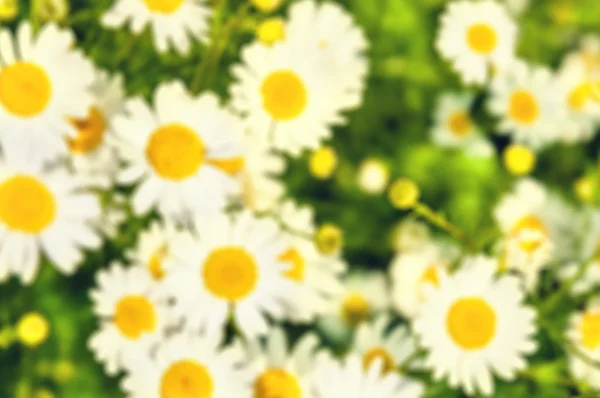 Wild flowers on the field — Stock Photo, Image