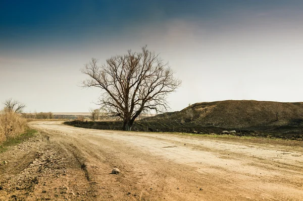 Magányos fa az út. — Stock Fotó