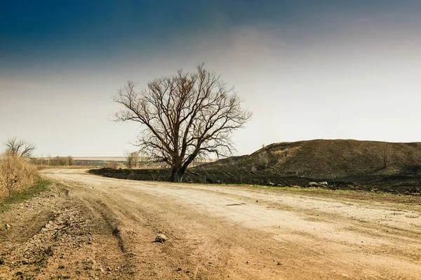 Arbre solitaire sur la route . — Photo