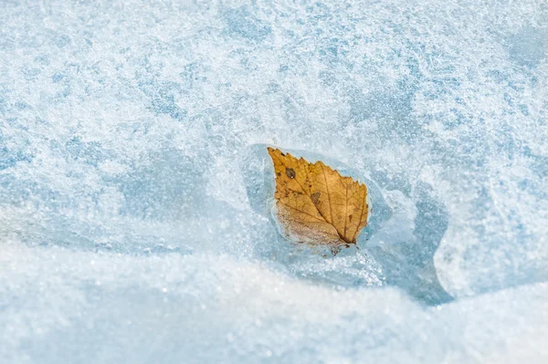 Herbstblatt auf dem Eis — Stockfoto