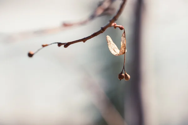 Macro image of plants in a forest. — Stock Photo, Image