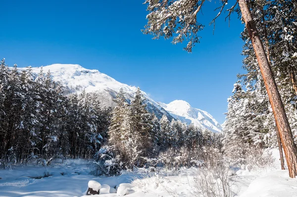 Hermoso paisaje de invierno con grandes pinos y vista a la montaña — Foto de Stock