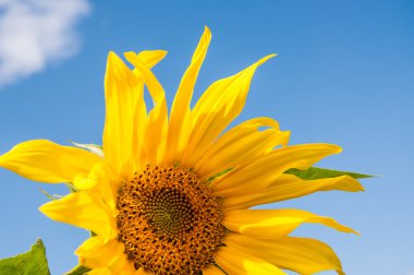 Mavi gökyüzü güzel sarı ayçiçeği