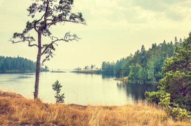 Göl kıyısında çam.