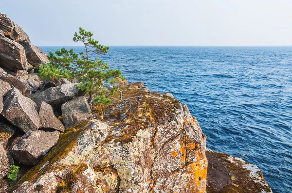 Lone pine tree on a cliff by the sea. — Stock Photo, Image