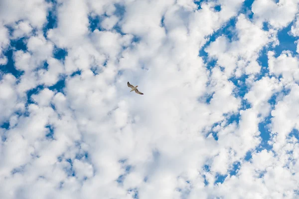 Mouette dans le ciel. — Photo