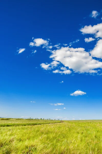 Green field and the blue sky. — Stock Photo, Image