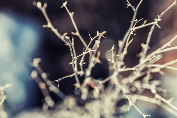 Macro image of plants in forest — Stock Photo, Image