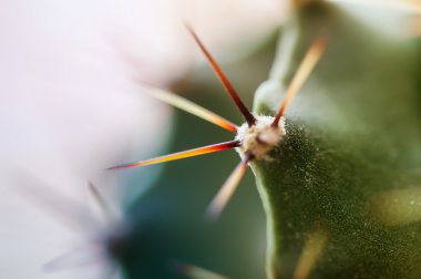 Görüntüyü kaktüs