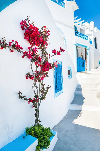 White architecture and flowers on the street — Stock Photo, Image