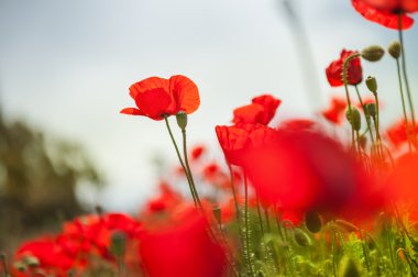 Güzel kırmızı gelincik çiçekleri