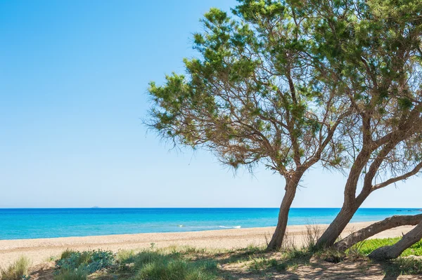 Praia tropical selvagem com areia branca, água azul-turquesa e árvores — Fotografia de Stock