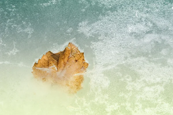 Herfstblad op het ijs — Stockfoto