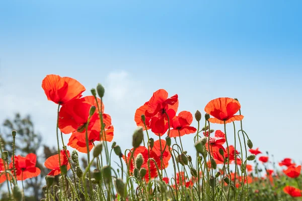 A mező a szép piros pipacs virágok — Stock Fotó