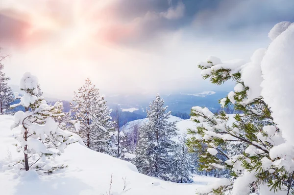 Snow-covered trees in the mountains at sunset — Stock Photo, Image