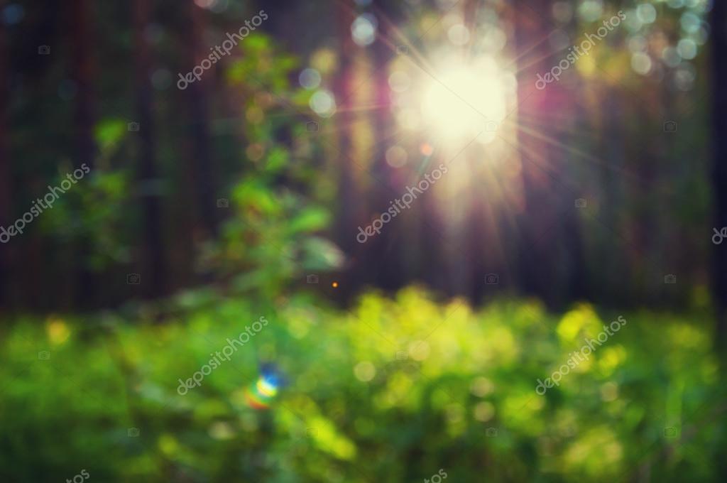 Blurred forest background with green grass and sunbeams through Stock Photo  by ©Smallredgirl 76099667