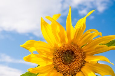 Mavi gökyüzü güzel sarı ayçiçeği