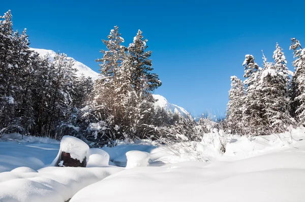 Fiume di montagna innevato con foresta di abete rosso nella fredda giornata invernale — Foto Stock