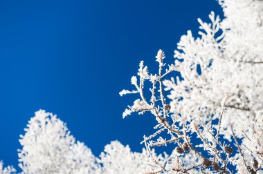 Hoarfrost ağaçlar ve koyu mavi gökyüzü