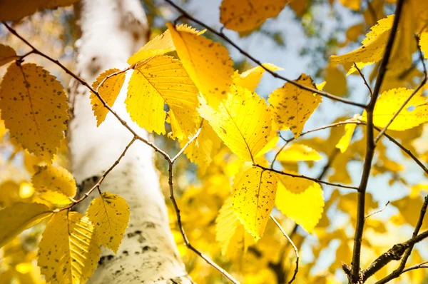 Folhas amarelas na floresta de outono — Fotografia de Stock