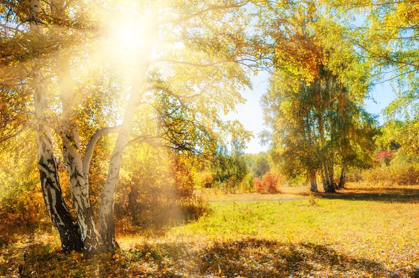 Beautiful autumn forest at sunny day. — Stock Photo, Image