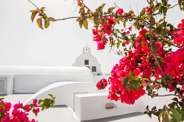 Hvit kirke og røde blomster . – stockfoto