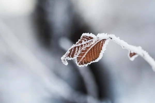 겨울 숲에서 잎에 흰. — 스톡 사진