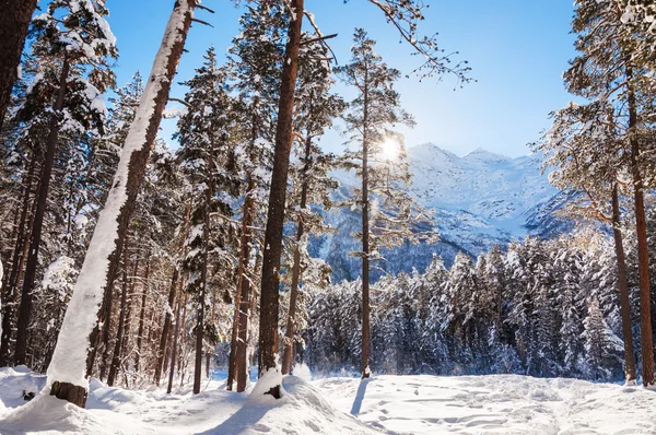 Foresta invernale e montagne nella giornata di sole . — Foto Stock