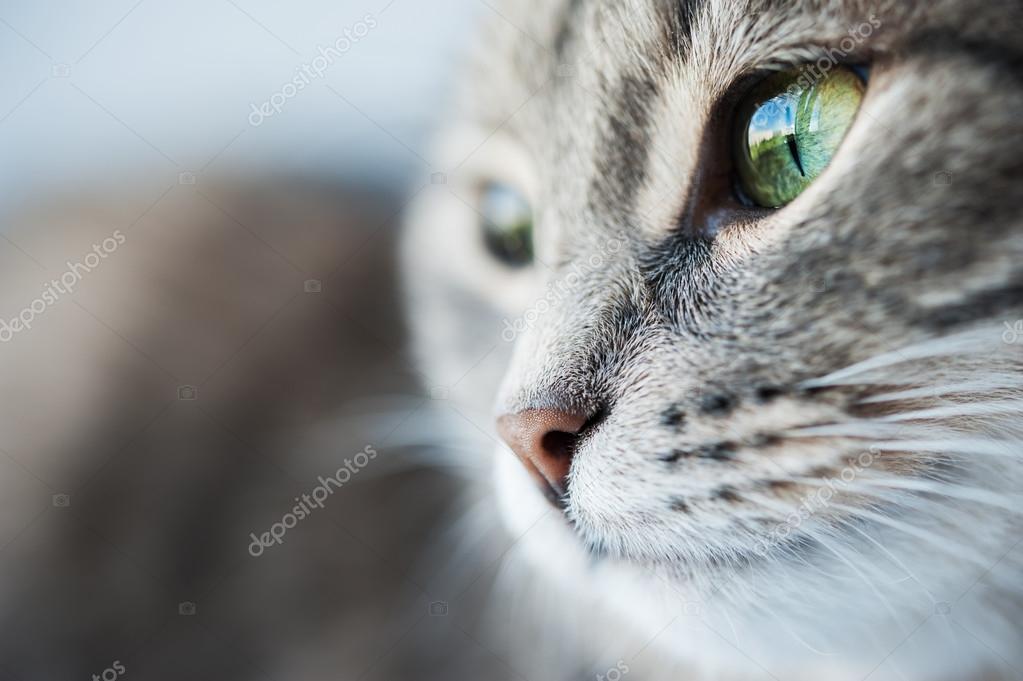 Yeşil gözlü kedi portresi Stok fotoğrafçılık ©Smallredgirl Telifsiz
