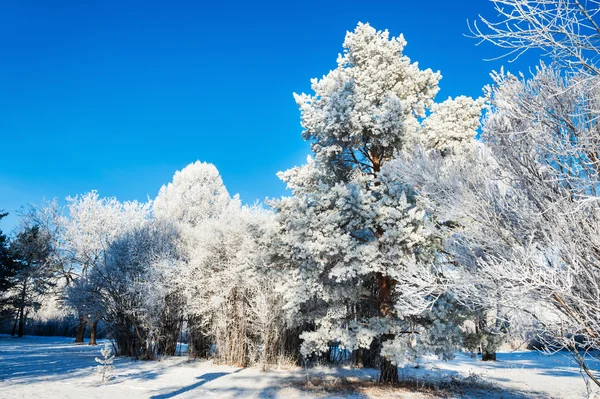 Rimfrosten på träden i vinter skog. — Stockfoto