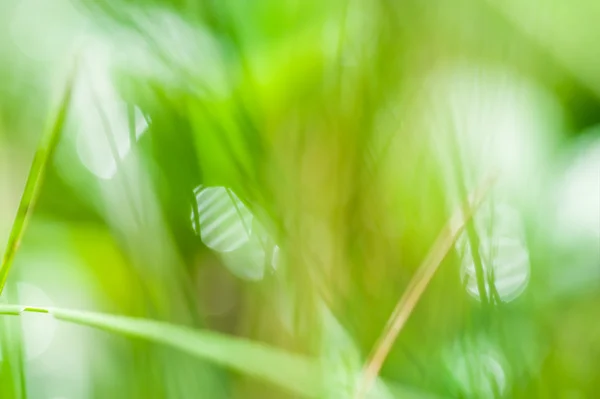 Размытый абстрактный фон с зеленой травой и боке — стоковое фото
