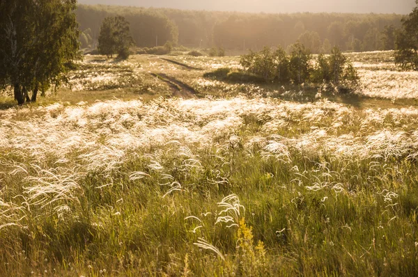 Field with wild grasses at sunset. — Stock Photo, Image