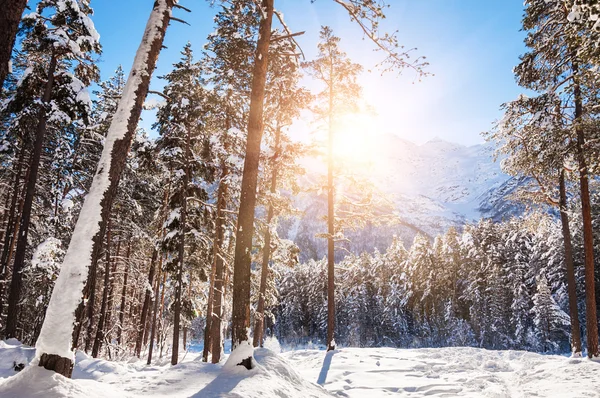 Winter forest and mountains at sunny day. — Stock Photo, Image