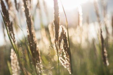 Gün batımında yabani otları görüntüsünü makro