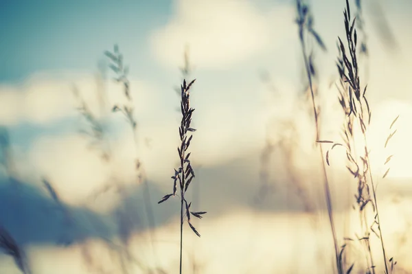 Macro image of wild grasses at sunset, small depth of field — Stock Photo, Image