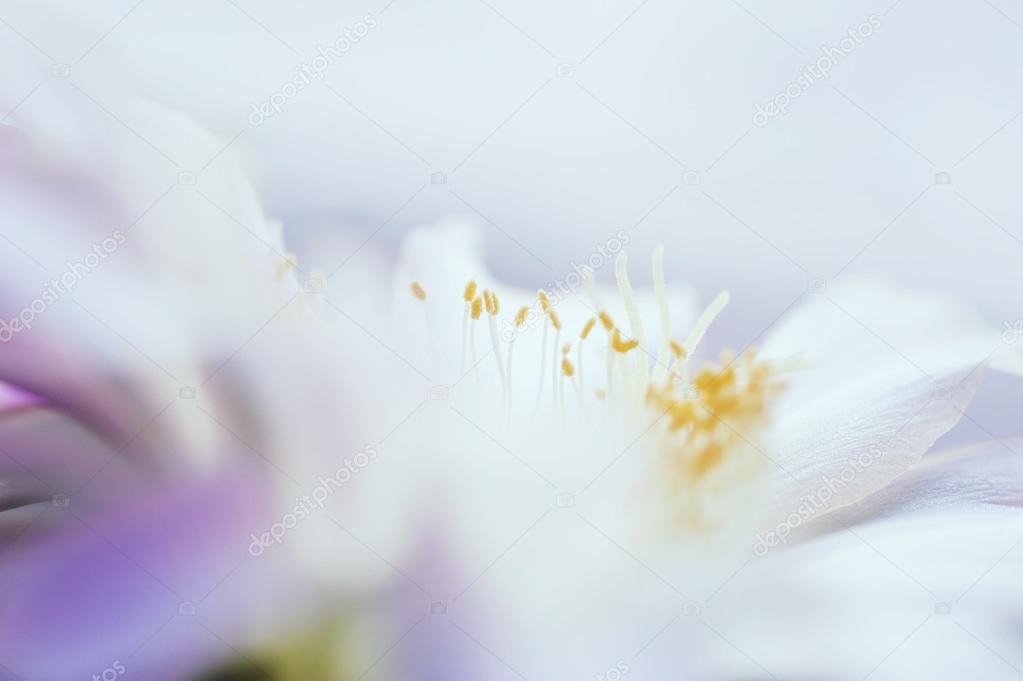 Macro image of beautiful cactus flower