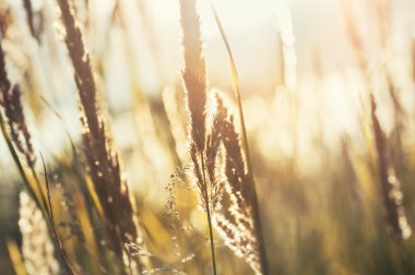 Gün batımında sonbahar otlar